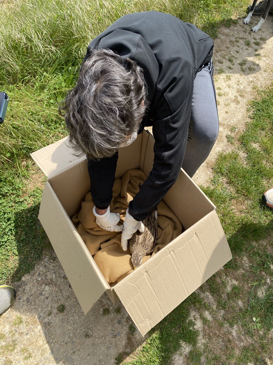 خانم رهگذر در حال قراردادن پرنده در جعبه